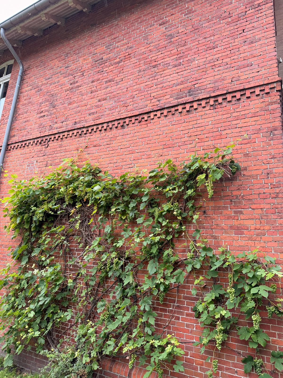 Vorher: bewachsene Klinkerfassade vor der Sanierung